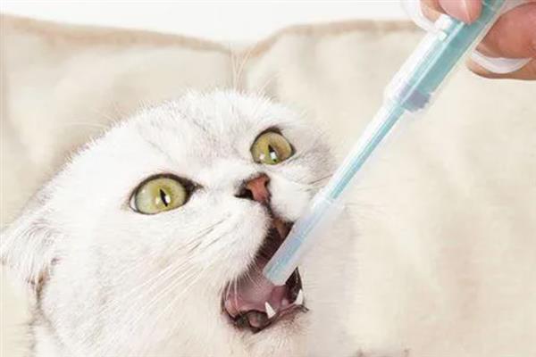 犬猫绦虫病怎么治疗，喂服二氯酚等药物具有疗效