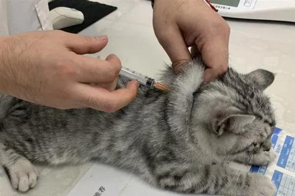 犬猫绦虫病怎么治疗，喂服二氯酚等药物具有疗效
