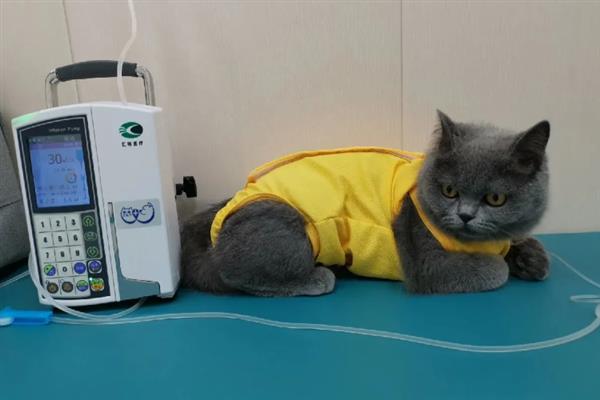 犬猫绦虫病怎么治疗，喂服二氯酚等药物具有疗效