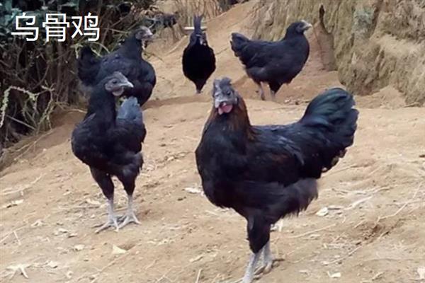 生态养鸡要选择什么品种，大骨鸡、乌骨鸡、固始鸡等品种值得选择