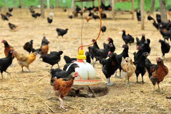 生态养鸡要选择什么品种，大骨鸡、乌骨鸡、固始鸡等品种值得选择