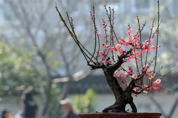 梅花的盆栽方法，生长期间每隔3-5天浇一次水