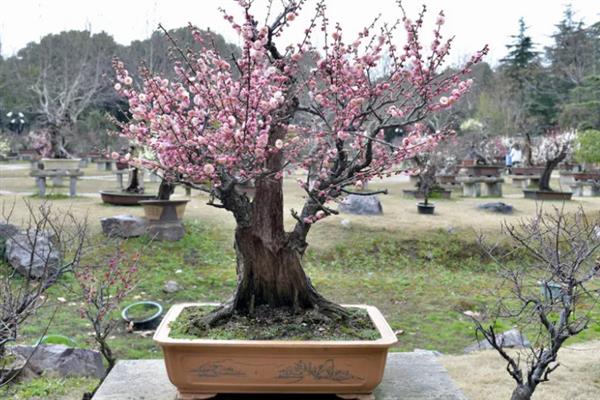 梅花的盆栽方法，生长期间每隔3-5天浇一次水