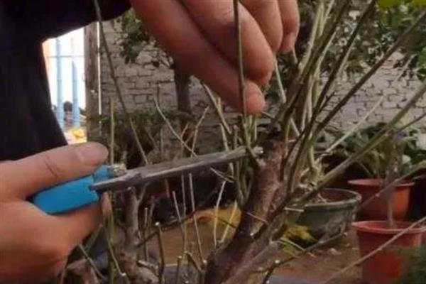 梅花的盆栽方法，生长期间每隔3-5天浇一次水