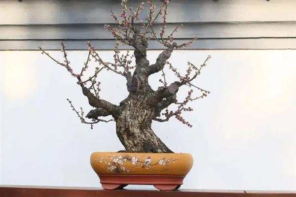 梅花的盆栽方法，生长期间每隔3-5天浇一次水