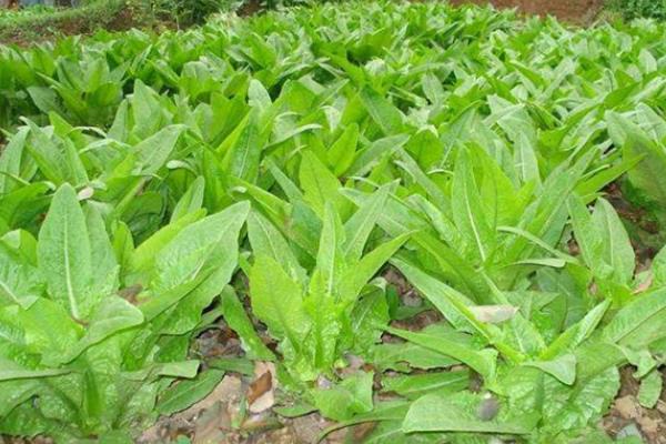 莴苣褐腐病的防治方法，实行轮作倒茬可减少发病