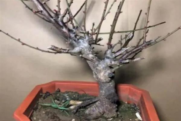 梅花的盆栽方法，生长期间每隔3-5天浇一次水