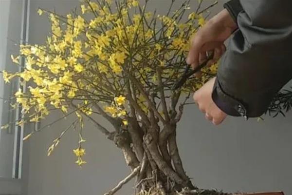 迎春花的管理方法，在花谢以后的10天以内进行