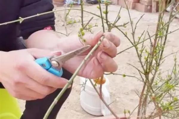 迎春花的管理方法，在花谢以后的10天以内进行