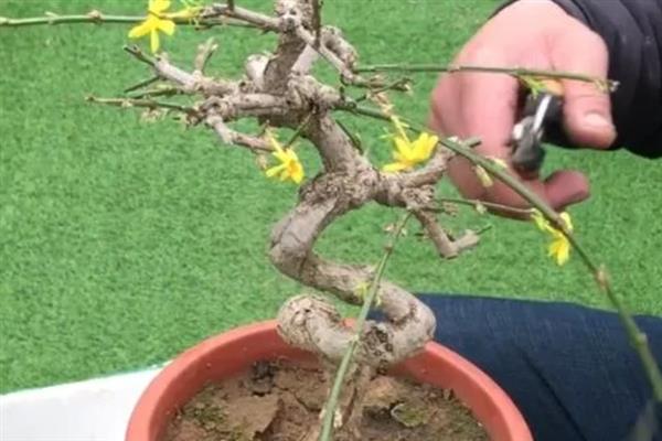 迎春花的管理方法，在花谢以后的10天以内进行