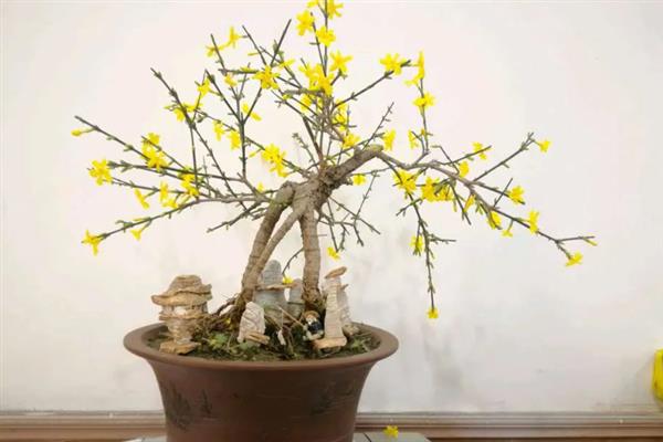 迎春花的管理方法，在花谢以后的10天以内进行