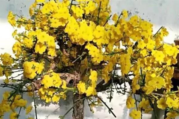 迎春花的管理方法，在花谢以后的10天以内进行