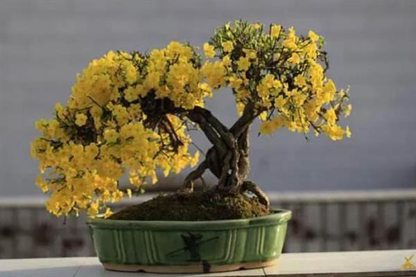 迎春花的管理方法，在花谢以后的10天以内进行