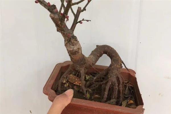 梅花的盆栽方法，生长期间每隔3-5天浇一次水