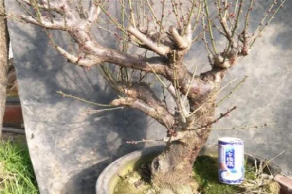 梅花的盆栽方法，生长期间每隔3-5天浇一次水