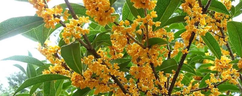 桂花什么时候开花，会在9-10月份左右开花