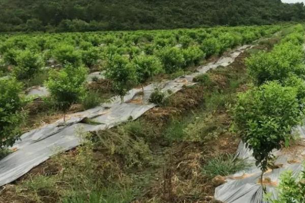 复硝酚钠的生根效果，可以促进植株生根