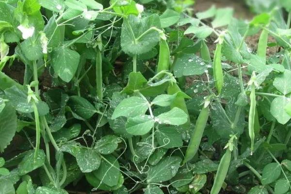 豌豆如何栽培，每个土穴播种2-5粒