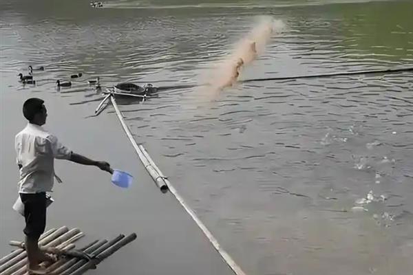 草鱼死亡的原因，可能是环境太差所致