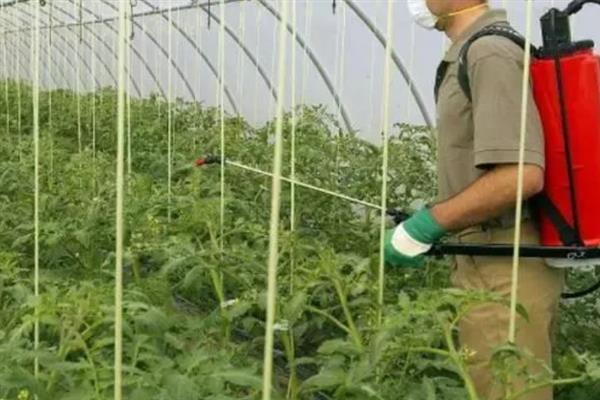 秋番茄容易发生什么病害，常见早疫病、叶霉病、晚疫病等类型