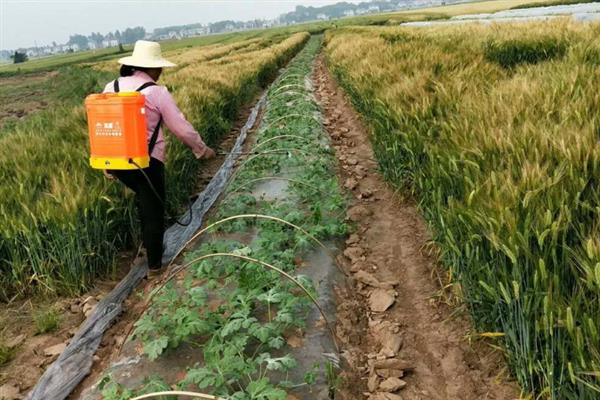 秋番茄容易发生什么病害，常见早疫病、叶霉病、晚疫病等类型