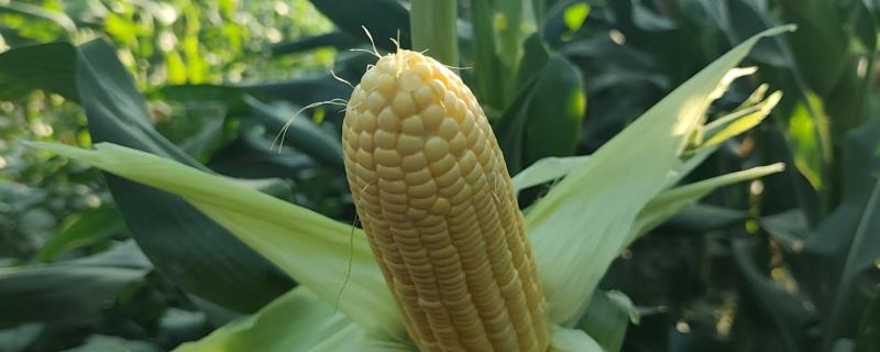 玉米用哪种肥料能高产，种植前需施足基肥