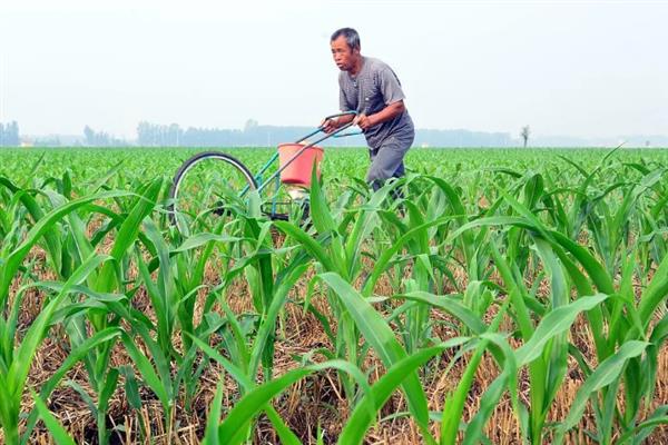 玉米用哪种肥料能高产，种植前需施足基肥