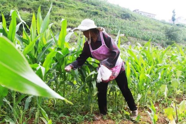玉米用哪种肥料能高产，种植前需施足基肥