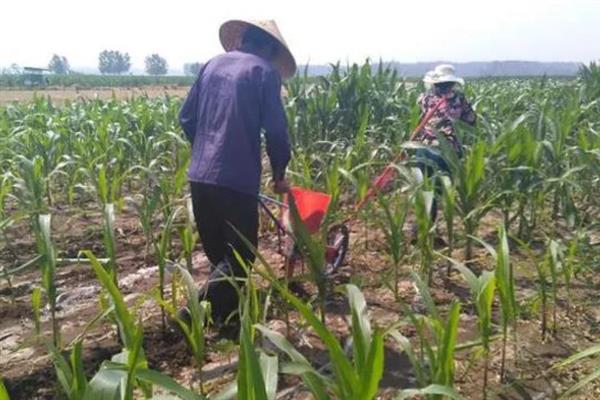 玉米用哪种肥料能高产，种植前需施足基肥