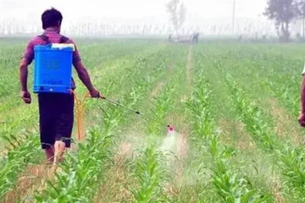 玉米用哪种肥料能高产，种植前需施足基肥