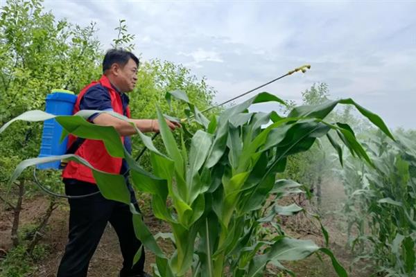 玉米用哪种肥料能高产，种植前需施足基肥