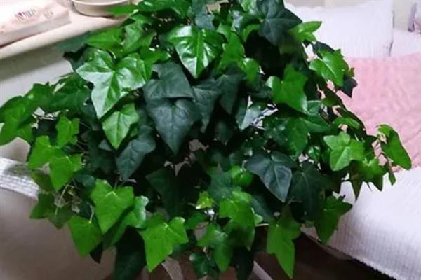 常春藤的养殖方法，每隔4-5浇一次水