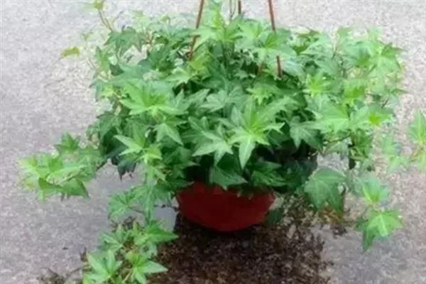 常春藤的养殖方法，每隔4-5浇一次水