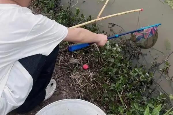 钓龙虾的方法和窍门，一般建议用腥味重的饵料钓