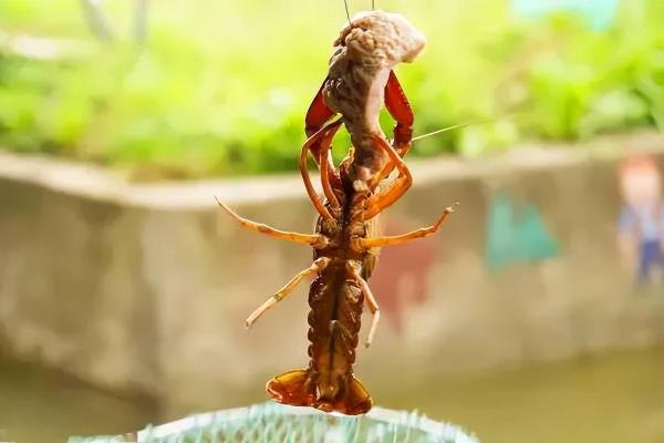 钓龙虾的方法和窍门，一般建议用腥味重的饵料钓