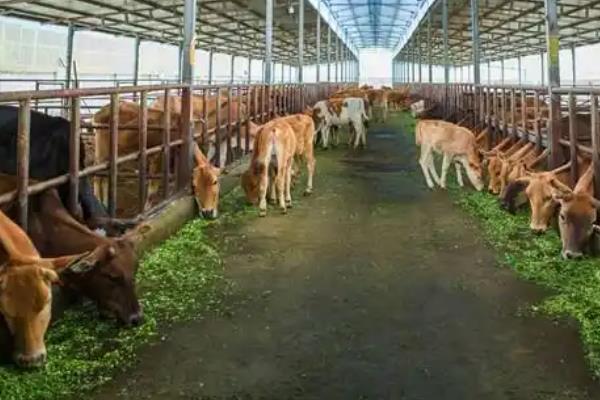 黄牛出栏所需时间，放养且不添加精料需要1年以上