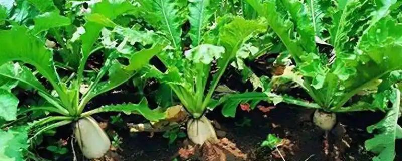 优质萝卜的综合管理方法，较酸的土壤种植为佳