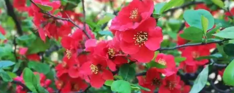 耐冬花怎么养殖，及时剪除过密的枝叶可保持美观