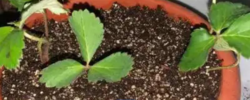 草莓移栽后的浇水方法，移栽之后可以先浇一次定根水
