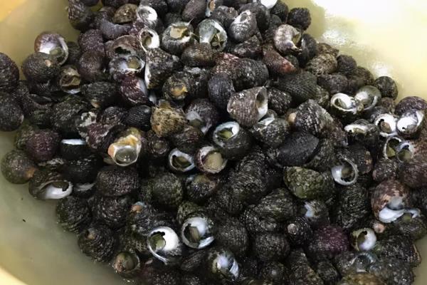 海螺的种类，常见的有扁玉螺、拟紫口玉螺等