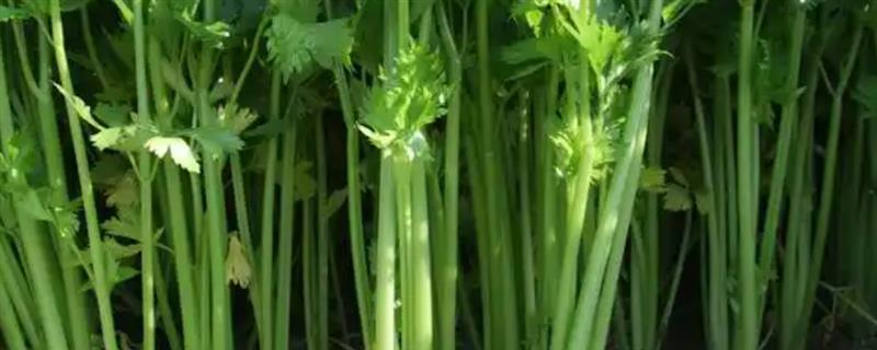 含维生素b2的蔬菜，有芹菜、茄子等