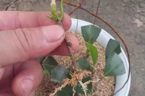 耐冬花怎么养殖，及时剪除过密的枝叶可保持美观