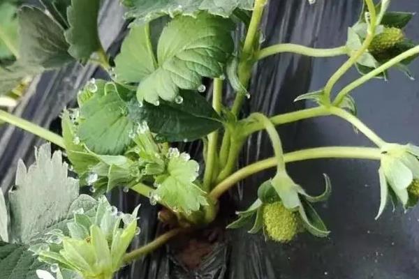 草莓移栽后的浇水方法，移栽之后可以先浇一次定根水