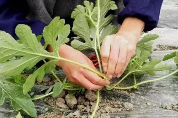 西瓜伏播秋收栽培技术，伏播西瓜多采用双蔓整枝