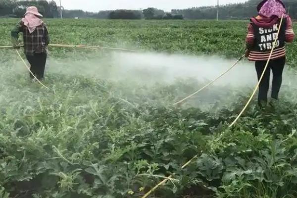 西瓜伏播秋收栽培技术，伏播西瓜多采用双蔓整枝
