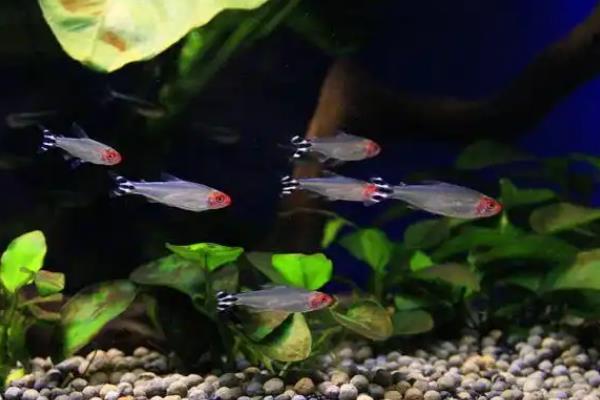 红鼻剪刀身上有白点如何处理，发生白点病可提高水温并加盐