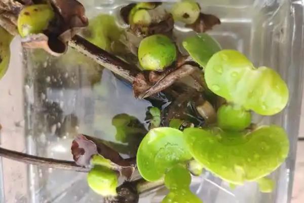 水葫芦叶子发黄怎么补救，移到采光好的地方养护