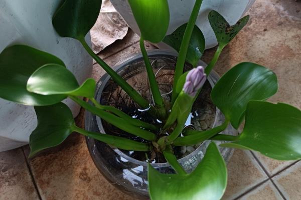 水葫芦叶子发黄怎么补救，移到采光好的地方养护