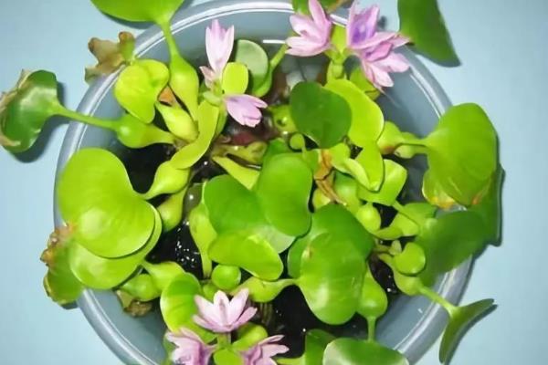 水葫芦叶子发黄怎么补救，移到采光好的地方养护