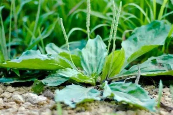车前草简介，又称牛舌草、车轮菜等